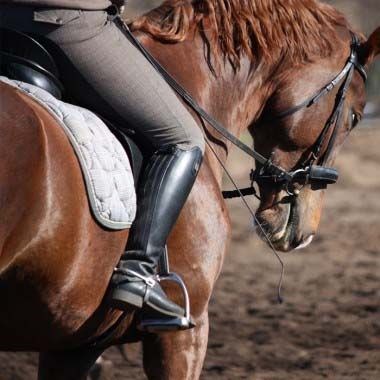 Horse Racing Pro: Horse Racing Pro