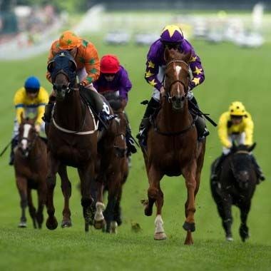 Horse Racing Pro: Horse Racing Pro