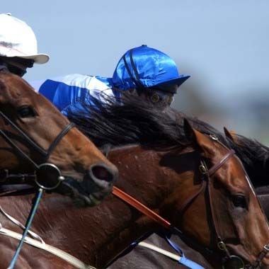 Horse Racing Pro: Horse Racing Pro